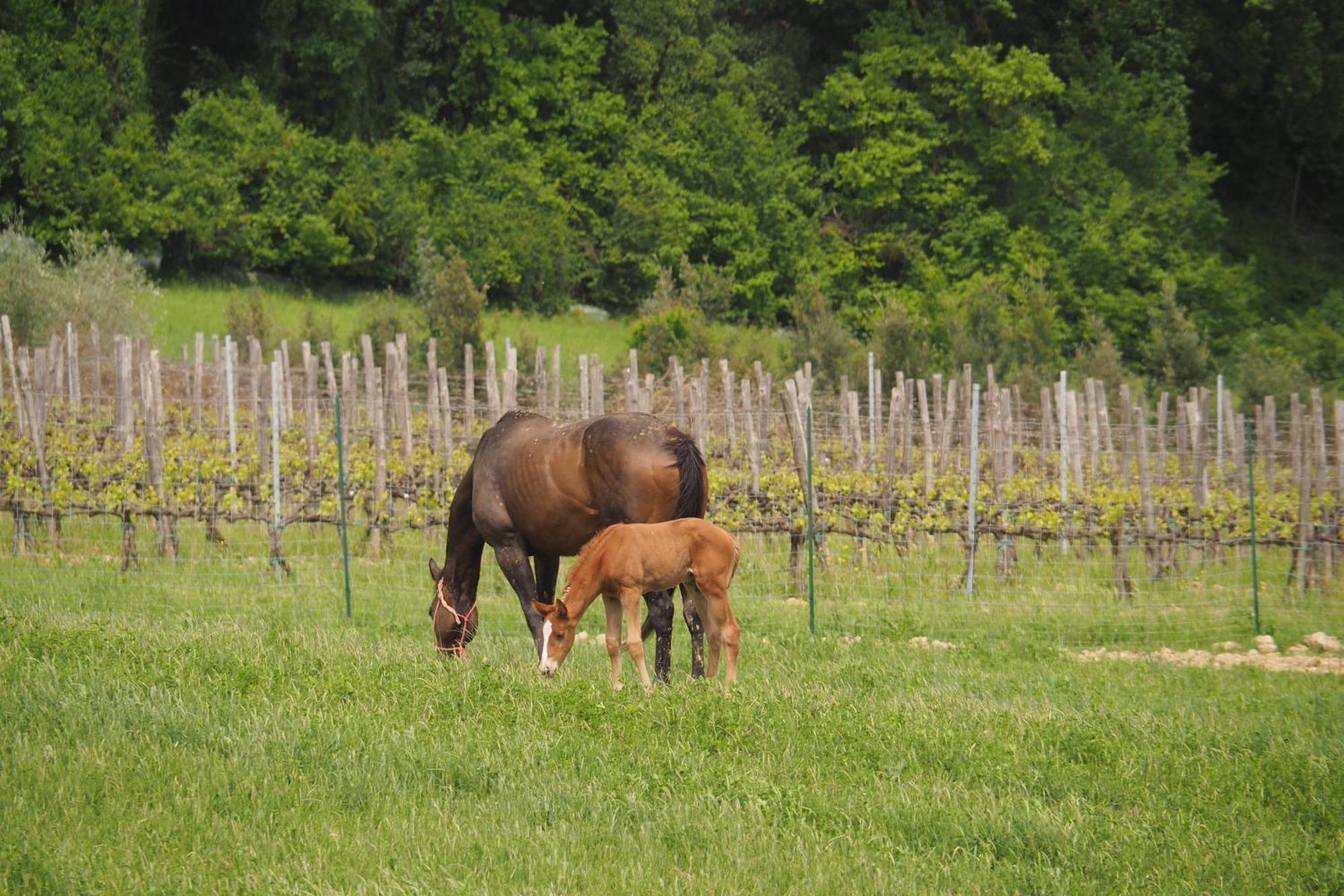Agriturismo Le Tre Pietre - Podere Nel Chianti Quercegrossa Exteriér fotografie