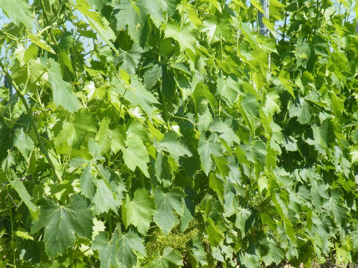 Agriturismo Le Tre Pietre - Podere Nel Chianti Quercegrossa Exteriér fotografie